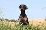 DOBERMANN 895